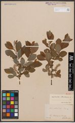 Salix aurita L. x Salix starkeana Willd.